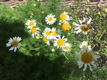 Load image into Gallery viewer, Chamomile, German
