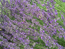 Load image into Gallery viewer, Lavender, French