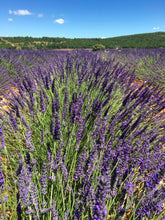 Load image into Gallery viewer, Lavender, Bulgarian
